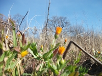 cantara piccole gole19022012 034